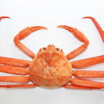 ベニズワイガニの旬の時期は？ズワイガニとの違いは？