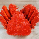 花咲ガニの旬はいつ?ヤドカリなの?