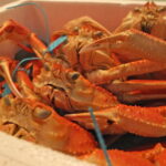 加能ガニの旬の時期と漁の解禁は?