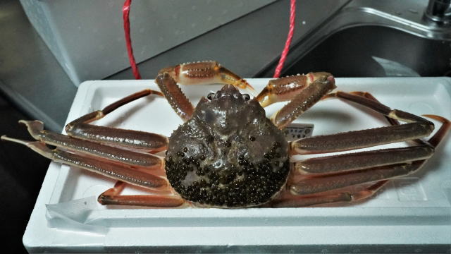 松葉ガニの脱皮回数は？