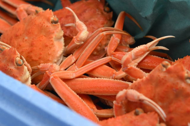 オオズワイガニ（バルダイ種）の選び方