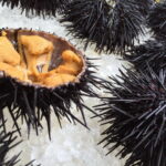 ウニは冷凍保存できる?栄養の効能・旬は?