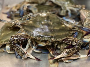 ワタリガニの旬の時期！オスメスの見分け方は？