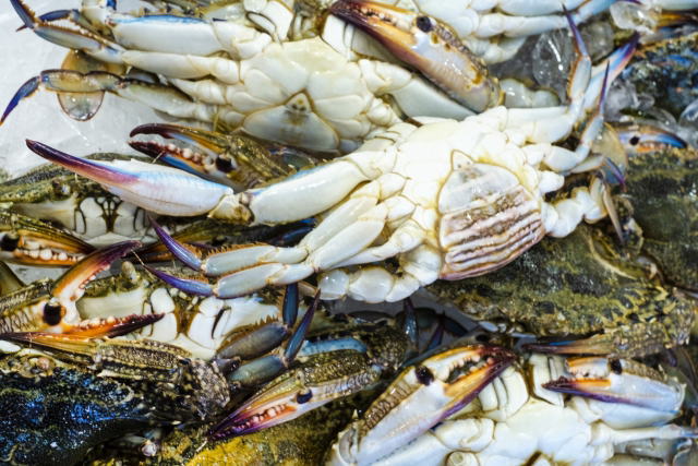 ワタリガニのオスとメスの見分け方