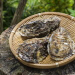 岩牡蠣の旬の時期は？食べ方などについても解説