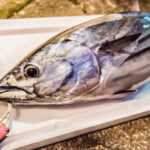 カツオの旬と保存方法は?栄養と食べ方などについても解説