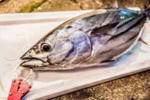 カツオの旬と保存方法は？栄養と食べ方などについても解説