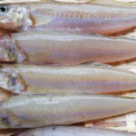 シロギスの旬と保存方法は?栄養と食べ方などについても解説