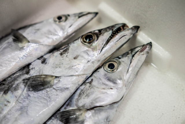 タチウオ（太刀魚）の旬の時期と保存方法は？栄養素と食べ方などについても解説