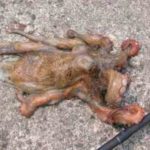 タコエギの仕掛けと釣り方【堤防】