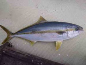 ヒラマサジギングのタックル(仕掛け)と誘い方