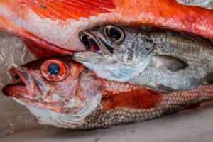 中深海ジギングのタックル(仕掛け)と釣り方