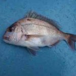 マダイジギングのタックルと釣り方【スロージギングもおすすめ】