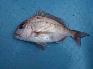 マダイジギングのタックルと釣り方【スロージギングもおすすめ】