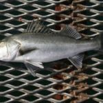 シーバスをスピンテールジグで釣るための仕掛けと釣り方