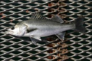 シーバスをスピンテールジグで釣るための仕掛けと釣り方