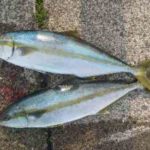 ポッパーで青物を釣る場合の動かし方!ルアーの使い方は?