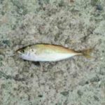 サビキ釣りの時期・時間帯!サビキ釣りとは何?