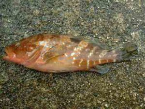 ショアスロージギングタックルでキジハタ釣り!ロッド・リールは?