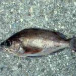 メバリングの仕掛けと釣り方【初心者必見】