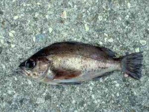 メバリングの仕掛けと釣り方【初心者必見】