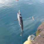 サビキ釣りの仕掛けと釣り方のコツ
