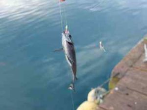 サビキ釣りの仕掛けと釣り方のコツ
