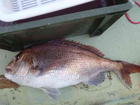 マダイ釣り 釣果