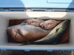 【管理人釣行】マダイ釣りでは潮が重要!最後に大物がヒット!