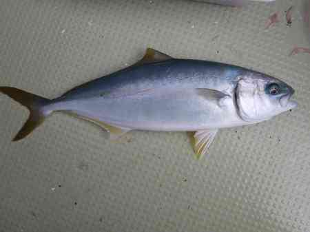 ヒラマサ釣り 釣果