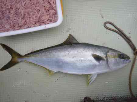 ヒラマサ釣り 釣果