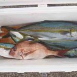 【管理人釣行】ヒラマサの船釣りの釣果!潮はよかったですが・・・