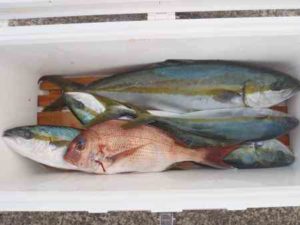 【管理人釣行】ヒラマサの船釣りの釣果!潮はよかったですが・・・