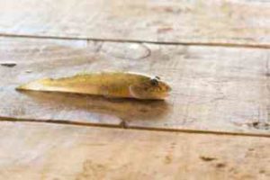 ハゼ釣りの時期・時間帯