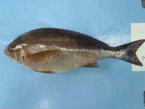 イサキ釣りの時期と時間帯