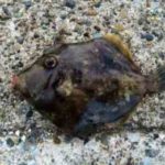 カワハギ釣りの時期【堤防・船】