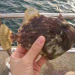 カワハギの胴付き仕掛けとコツ【堤防】