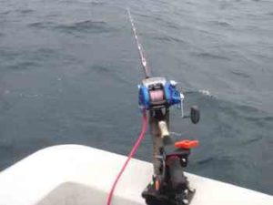 キジハタの泳がせ釣り仕掛けと釣り方【アコウ】