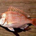 マダイ釣りの時期・時間帯