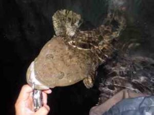 マゴチ釣りの時期・時間帯