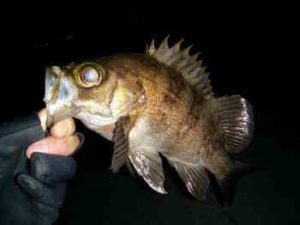 メバル釣りの電気ウキ仕掛けと釣り方