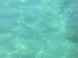 サヨリ釣りの時期と時間帯
