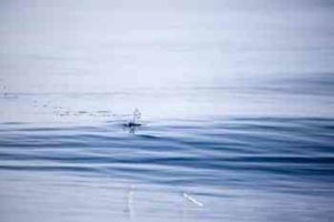 サヨリのルアー釣り仕掛けとコツ【サヨリング】