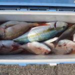 魚の持ち帰り方法と保存方法 冷蔵 冷凍