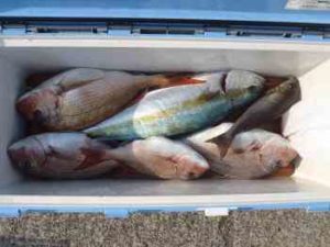 魚の締め方の種類（血抜き・神経締めなど）