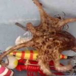 【管理人釣行】明石でのタコのエギ釣り