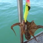 【管理人釣行】明石のタコ釣りの釣果