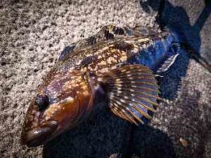 アイナメの穴釣り仕掛けと釣り方【ヘチ釣り】