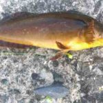 アイナメの投げ釣り仕掛けと釣り方のコツ