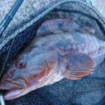 アイナメのワーム釣り仕掛けと釣り方